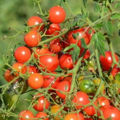 Tomate-cerise-quartz-multiflora-rose Tomate Cerise Quartz Multiflora Rose