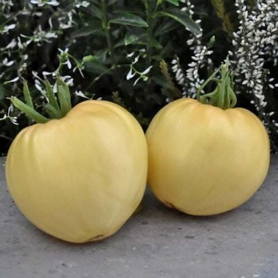 Tomate Cœur de Bœuf Blanche Tomate Cœur de Bœuf Blanche