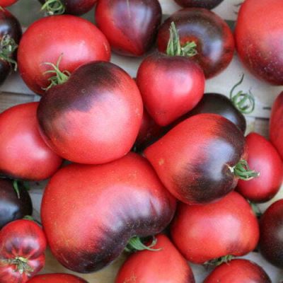 Tomate Cœur de Bœuf SGT Peppers