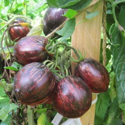 Tomate Indigo Gargamel Tomate Indigo Gargamel