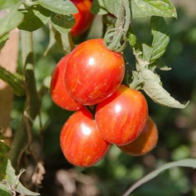 Tomate Matt’s Folly Tomate Matt's Folly