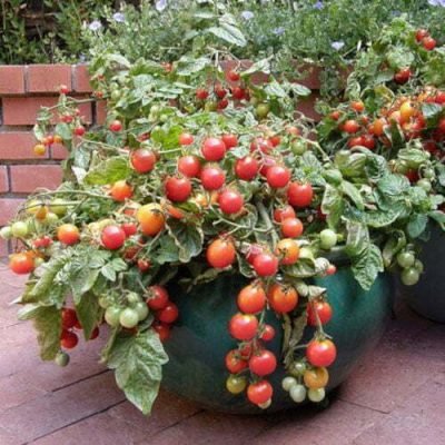 Tomate Naine Micro Tom Tomate Naine Micro Tom