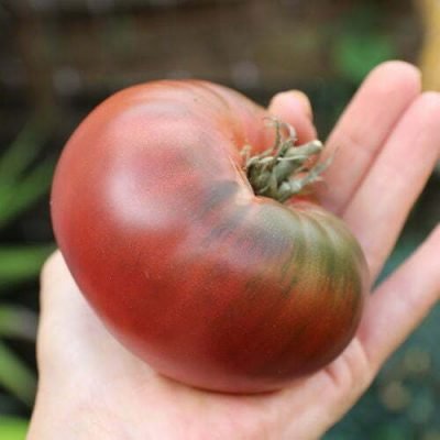 Tomate Noire de Crimée Tomate Noire de Crimée