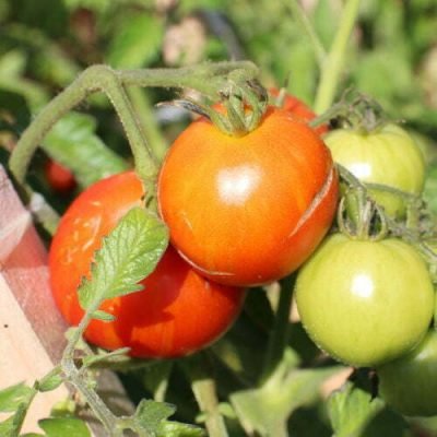 Tomate Northen Light Tomate Northen Light