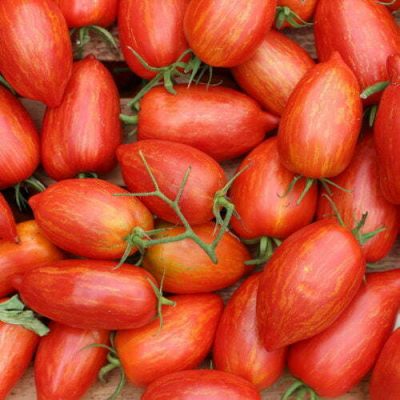 Tomate Romaine Striée Rouge