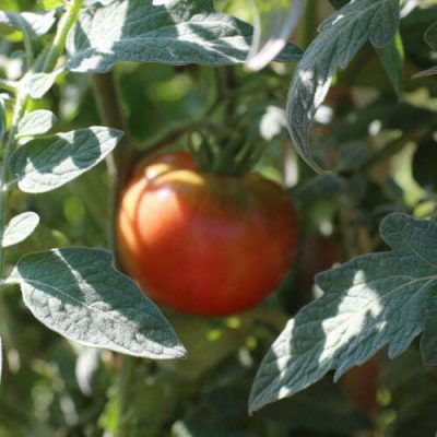 Tomate Violaceum