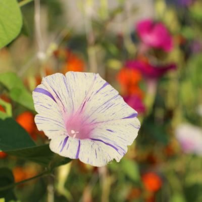 Ipomée en mélange Ipomée en mélange