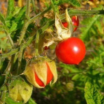 Morelle de Balbis Morelle de Balbis