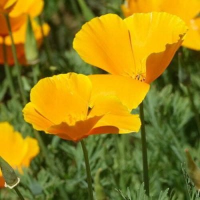 Pavot de Californie en mélange Pavot de Californie en mélange