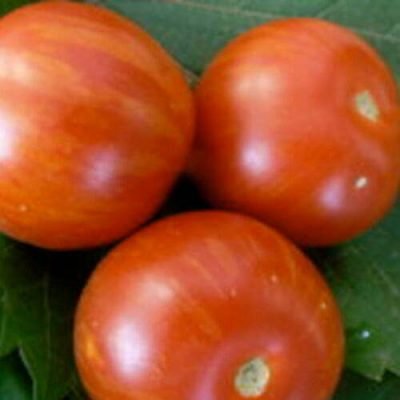 sweet-caneros Tomate Sweet Carneros