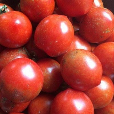 Tomate Glacier Tomate Glacier